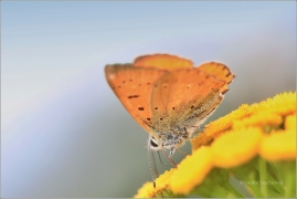 <p>OHNIVÁČEK CELÍKOVÝ (Lycaena virgaureae)---- /Scarce copper - Dukatenfalter/</p>